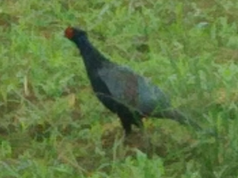 新米令和8年産あきたこまち精米5kg