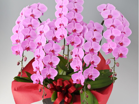 香蘭社 胡蝶蘭 大皿 プレート ピンク 花 ブルー 植物 ホワイト