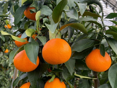 ゼリー食感！愛媛の乙姫！　まどんな　秀優品込み　超大容量9kg！