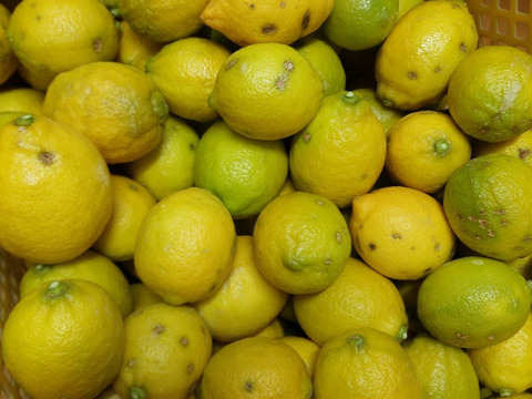 ちびレモン【超訳あり】3.5kg（箱込）