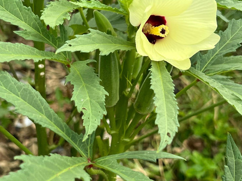 オクラ♪サイズがランダム♪暑さに負けない‼️『オクラ』今川農園おすすめ美味しいオクラ
