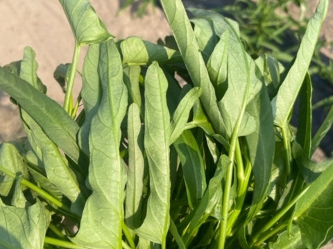 夏野菜！元気になろう！空芯菜1㎏　夏バテ防止に！