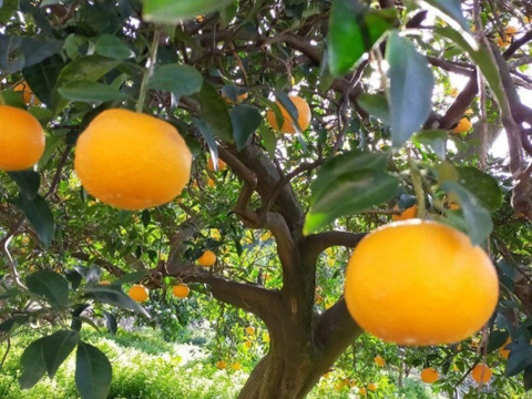 【柑橘食べ比べ】6種 3kg(箱込)