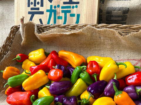 【1日1箱限定】激甘！ちびパプ【1㎏】＃栽培期間中農薬・化学肥料不使用