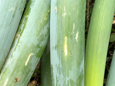 【強風被害50％OFF】【農薬・化学肥料不使用栽培】青森県産　たおれネギ　2ｋｇ（太さ不揃い約20本）