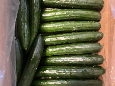 訳あり！【採れたて】を発送！訳ありきゅうり(曲がり、傷、太めありきゅうり)5kg