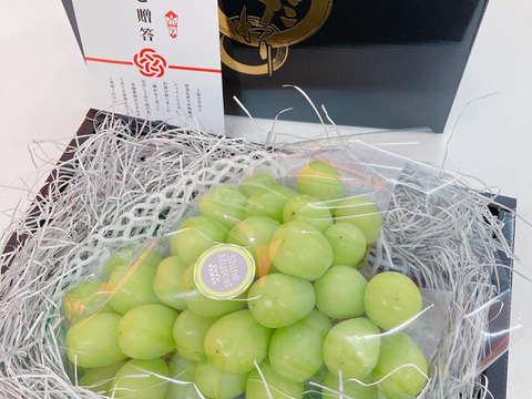 お歳暮に！冬のシャインマスカット【１房800g以上】