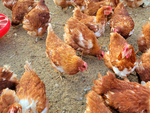 地元のお米や小豆、季節の野菜や果物で育てた鶏のこだわり新鮮卵