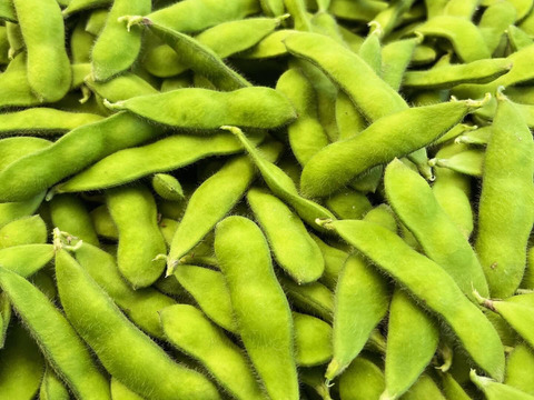 【朝どれ】1度お試しください！味が濃厚！千葉県船橋産こだわり枝豆！1㎏