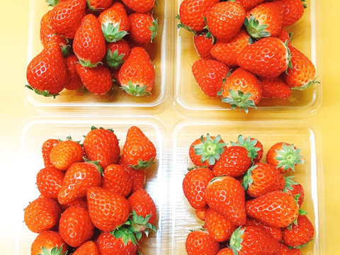 パクパクが止まらない!小粒いちご。
瀬戸内・大三島産しまなみいちご(300g×4パック)。