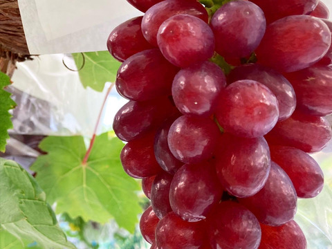 【お中元】スイーツのような甘さ！クイーンセブン+おまかせセット