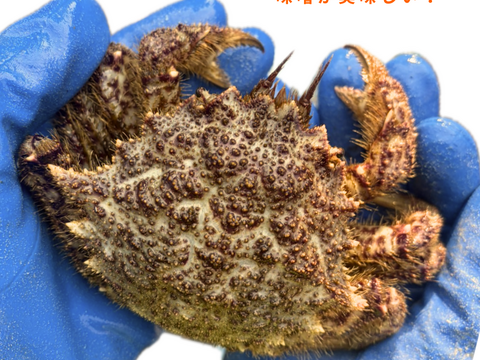 春が旬🌸陸奥湾産活トゲクリガニ【1kg】