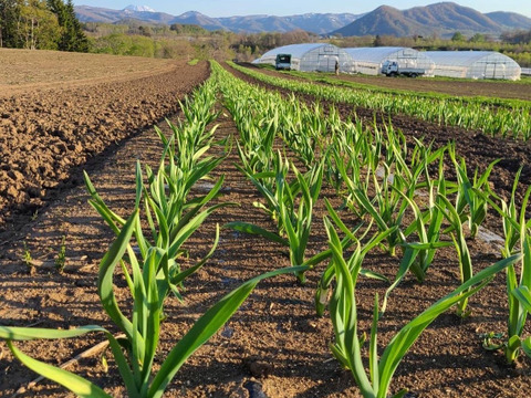 旨味と香りでお料理がワンランクアップ！希少な北海道在来種の有機にんにく【ピンクにんにく】１ｋｇ　栄養満点！夏バテ予防にも♪