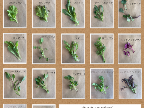 【北海道朝採りやわらか】TechFarm手摘みベビーリーフ 50g×4袋（冷蔵）