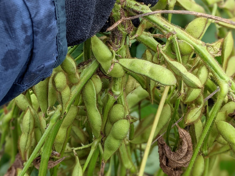 〈クール便〉旨味たっぷり【早割予約】黒枝豆 1.5kg～4.5㎏吉野 大淀産（期間限定）※10月中発送分