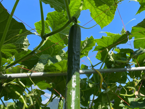 訳あり！【採れたて】を発送！訳ありきゅうり(曲がり、傷、太めありきゅうり)5kg