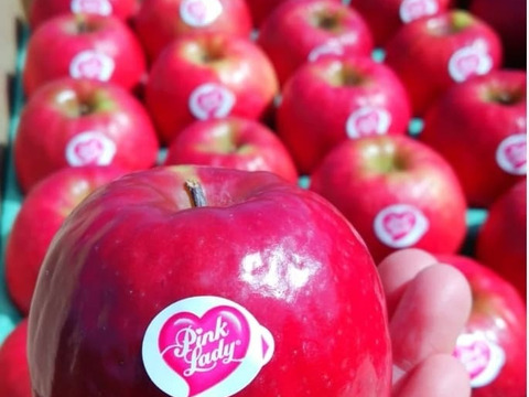 【希少品種】ピンクレディー®5kg箱｜冬の終わりに一番おいしい“大人のりんご”