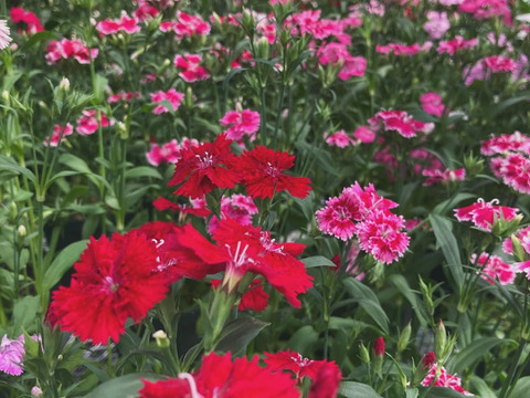 エディブルフラワー　ナデシコ20輪