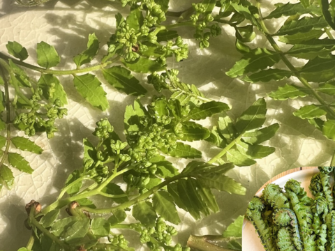 天然の木の芽（山椒の新芽）花山椒入り 50g 約500枚以上