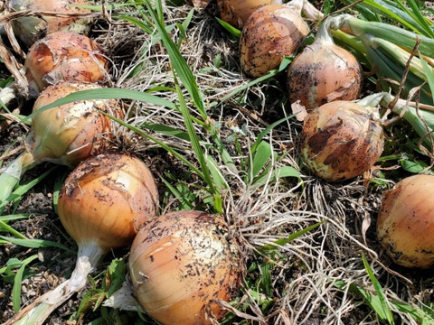 ハーブ農家が栽培した 農薬不使用玉ねぎ20kg(大〜小混合)