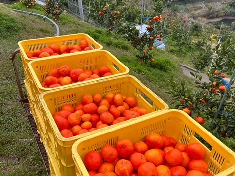 【3キロ】樹上完熟 小原紅 節減対象農薬 特別栽培で育てたからだにやさしい　有田みかん