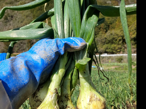 瑞々しい！　玉ねぎ（5kg）【有機JAS認証】