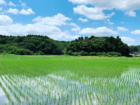 【7年度産 玄米30キロ】★季節の野菜プレゼント付★ふっくら・もちもち✴︎冷めても美味しい〜　千葉県産コシヒカリ【深田のお米】〜ホッとするお米あなたの食卓に〜