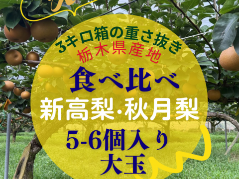 新高梨 あきづき梨 食べ比べセット 栃木産　3キロ(5-6個)