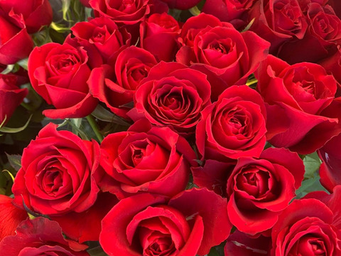 【40本入り】プレミアムな花束を大切なあの人へ！🟥赤色系ミックス・バラの花束・ご贈答用包装付・もちろんご自宅にも。長さ約50cm、微・無香性