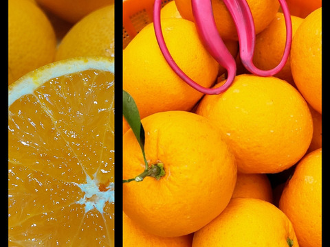 きよみ&甘夏【サイズ混合】5kg（箱込）