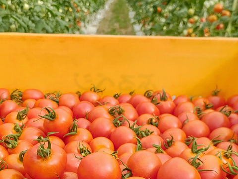 皮が柔らかくて食べやすい♪  優しい甘みの薄皮中玉とまと🍅【華小町】１.７kg箱