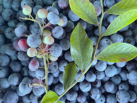 【2025年産予約】訳あり生ブルーベリー茨城県産発送時期7月～8月中旬