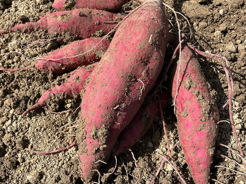 大人気‼️紅はるか4k入❗️焼き芋、大学芋最高です👍