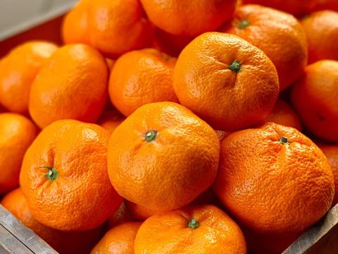 【冬ギフト】瀬戸内柑橘　みかんジャム　広島レモンマーマレード　4本セット　熨斗対応可能