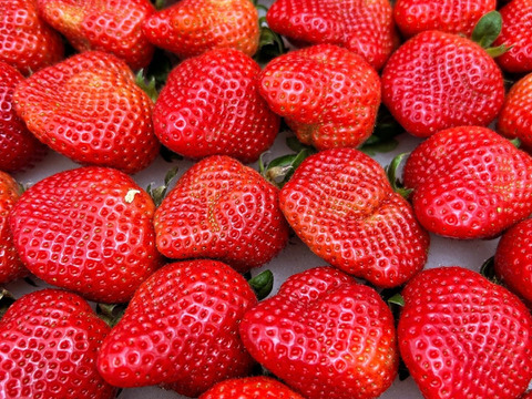 🍓新商品🍓あまおう・よつぼし食べ比べセット🍓家庭用🍓福岡県産🍓  空中で真っ赤に実る🍓180g×6pc 1080g(あまおう3pc、よつぼし3pc)