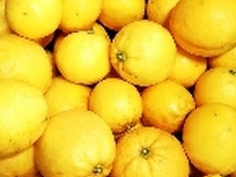 採れたて新鮮‼️【食べるレモン】スウィートレモネード❣溢れる果汁！