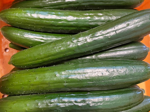 訳あり！【採れたて】を発送！訳ありきゅうり(曲がり、傷、太めありきゅうり)5kg