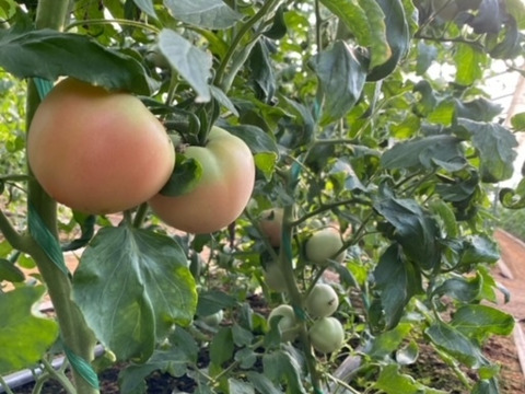 期間限定！おまけつき！ツヤツヤ!甘さと酸味が美味しいトマト🍅2kg以上