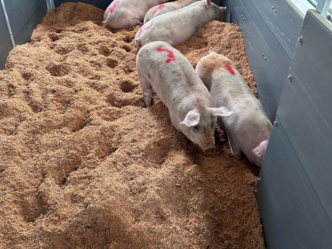 【冷蔵便！】ひまわり豚の3種セット！(総量1.5kg)