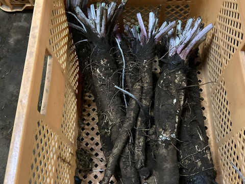 安心・安全な旬のおまかせ野菜セット　７～８種類