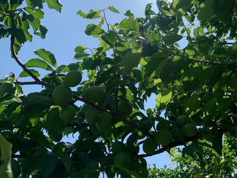 【期間限定】【我夢舎羅村】【小梅】あめちゃんサイズの小梅　3キロ