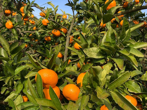 【濃厚！絶品！糖度15度以上】蔵出し　青島みかん　5kg