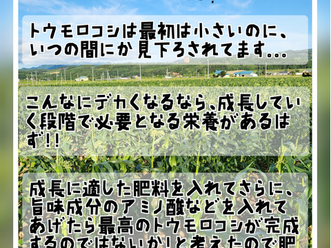 【お得】奇跡のトウモロコシ12本