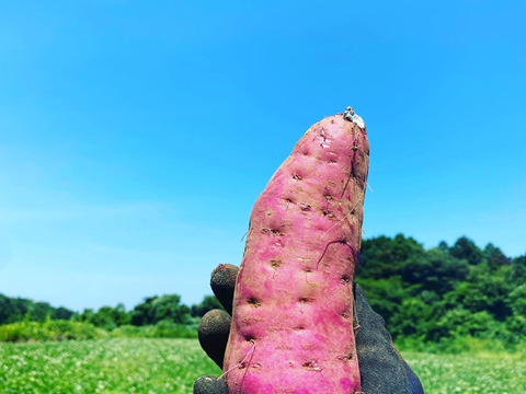 ねっとり濃厚な甘み！べにはるか平干し芋 計1.2kg（400g×3袋)