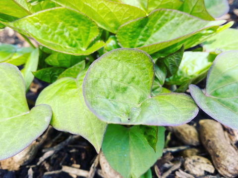 茨城県産！べにはるか苗50本：茨城県産の花・植物｜食べチョク
