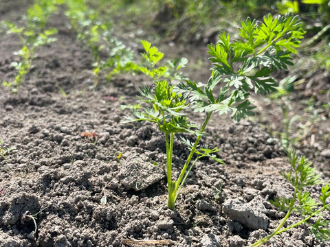 【自然栽培】徳島県産 手しごとの自然な甘みニンジン(4kg)