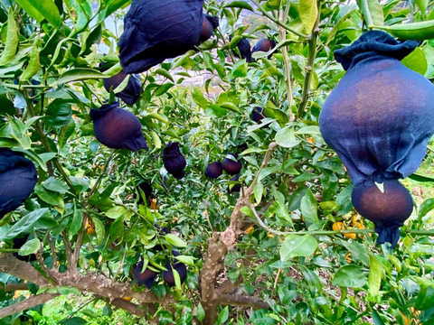 2026年収穫　大ぶり果実の瀬戸内　傷ありご家庭向け　しらぬい 4kg