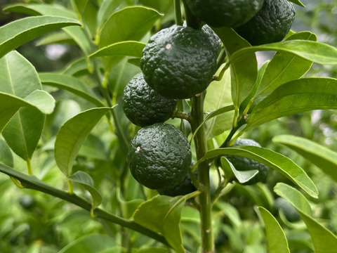 【農薬不使用】黄色く色づいてきたシークヮーサー500g