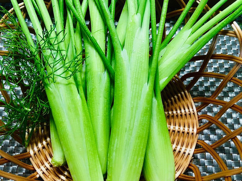 スティッキオ　フェンネル1kg