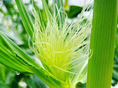 寒暖差20℃で栽培した幻のトウモロコシ